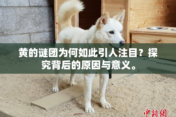 黄的谜团为何如此引人注目？探究背后的原因与意义。