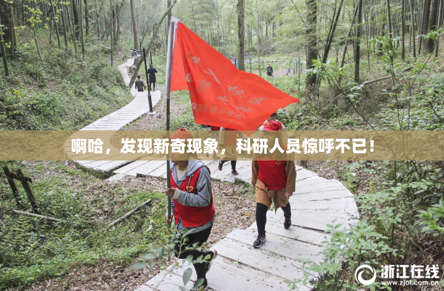 啊哈，发现新奇现象，科研人员惊呼不已！