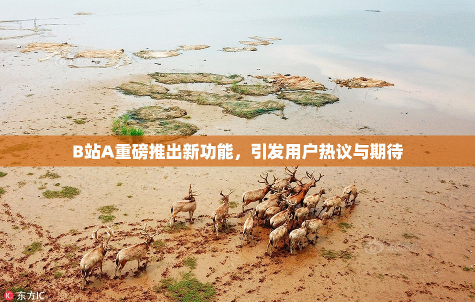 B站A重磅推出新功能，引发用户热议与期待