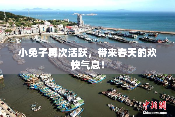 小兔子再次活跃，带来春天的欢快气息！