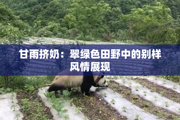 甘雨挤奶：翠绿色田野中的别样风情展现