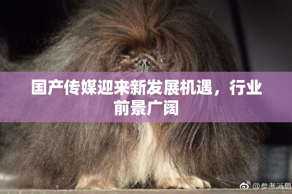 国产传媒迎来新发展机遇，行业前景广阔