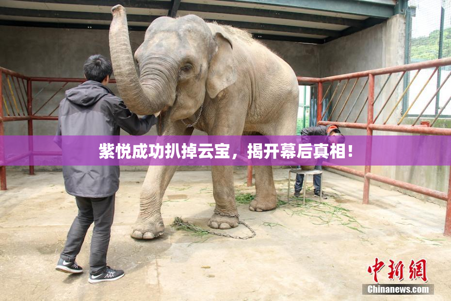紫悦成功扒掉云宝，揭开幕后真相！