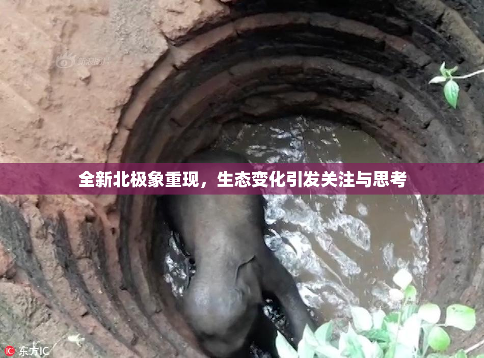 全新北极象重现，生态变化引发关注与思考