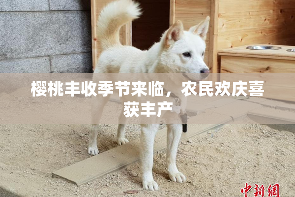 樱桃丰收季节来临，农民欢庆喜获丰产