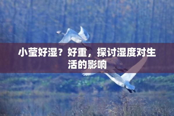 小莹好湿？好重，探讨湿度对生活的影响