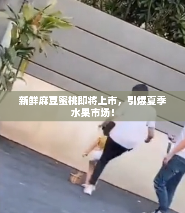 新鲜麻豆蜜桃即将上市，引爆夏季水果市场！