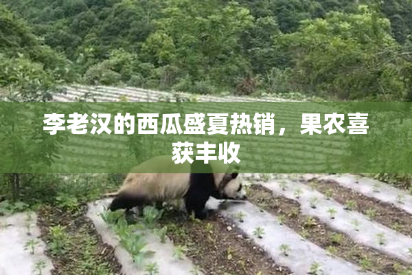 李老汉的西瓜盛夏热销，果农喜获丰收