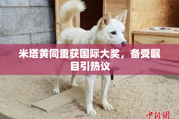 米塔黄同重获国际大奖，备受瞩目引热议