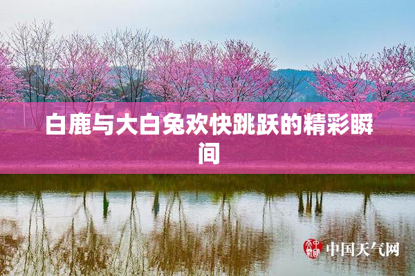 白鹿与大白兔欢快跳跃的精彩瞬间