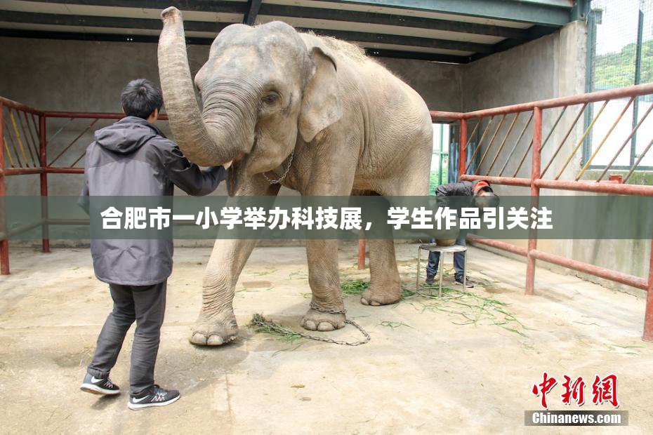 合肥市一小学举办科技展，学生作品引关注