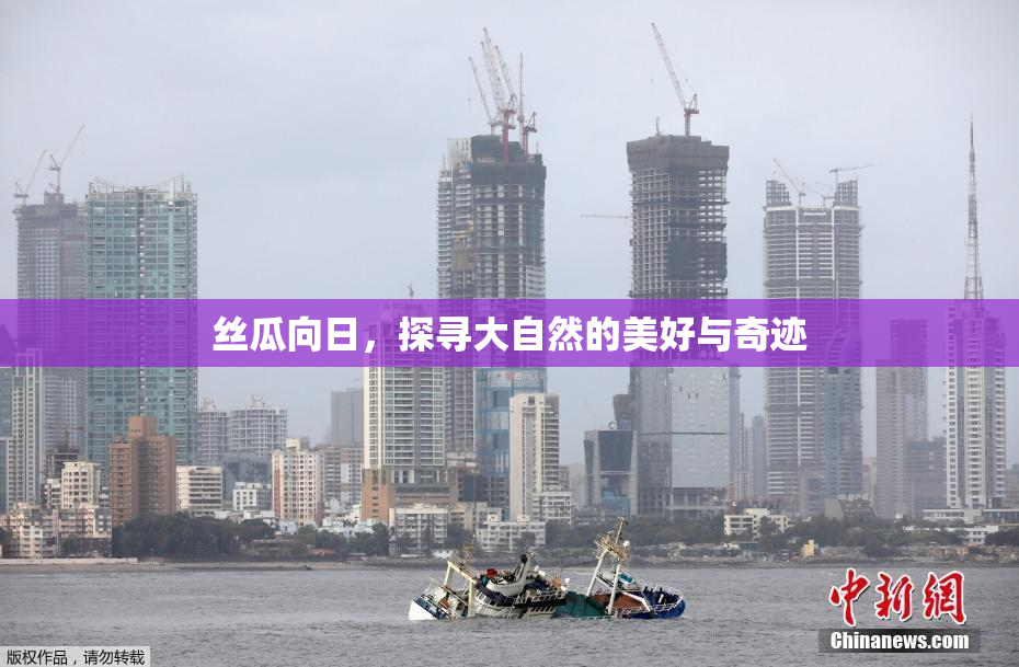 丝瓜向日，探寻大自然的美好与奇迹
