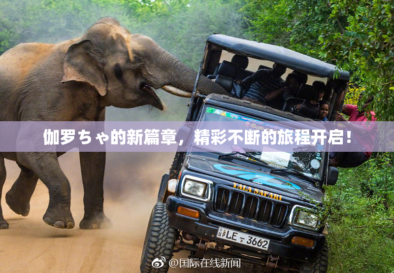 伽罗ちゃ的新篇章，精彩不断的旅程开启！