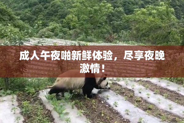 成人午夜啪新鲜体验，尽享夜晚激情！