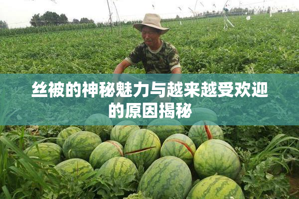 丝被的神秘魅力与越来越受欢迎的原因揭秘