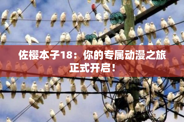 佐樱本子18：你的专属动漫之旅正式开启！