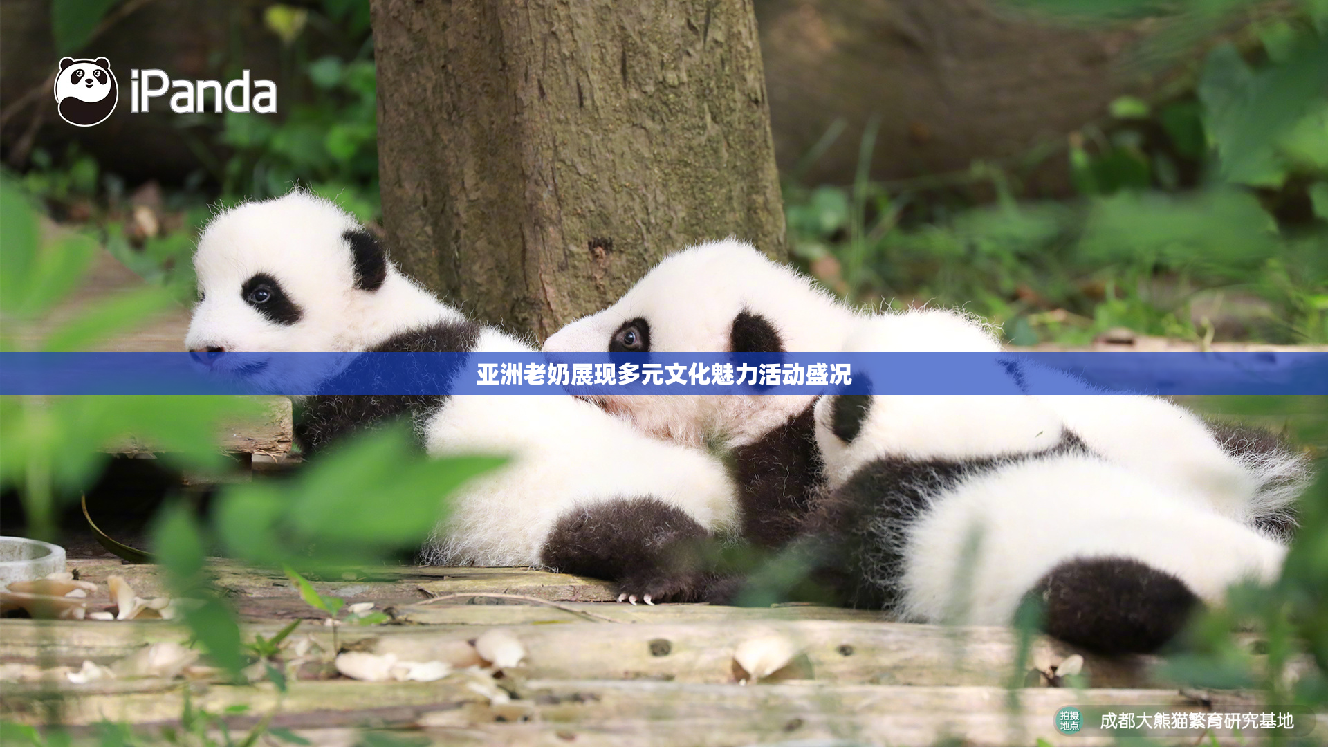 亚洲老奶展现多元文化魅力活动盛况