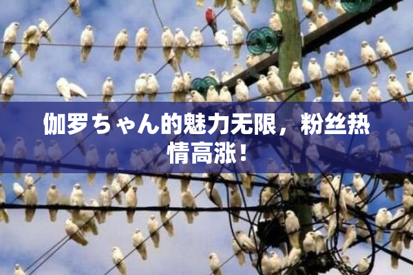 伽罗ちゃん的魅力无限，粉丝热情高涨！