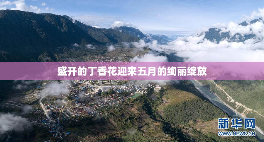 盛开的丁香花迎来五月的绚丽绽放