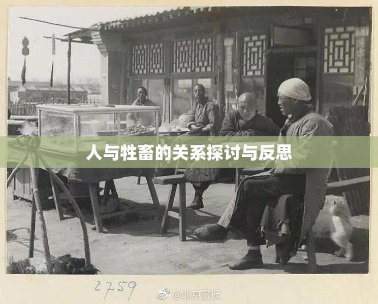 人与牲畜的关系探讨与反思