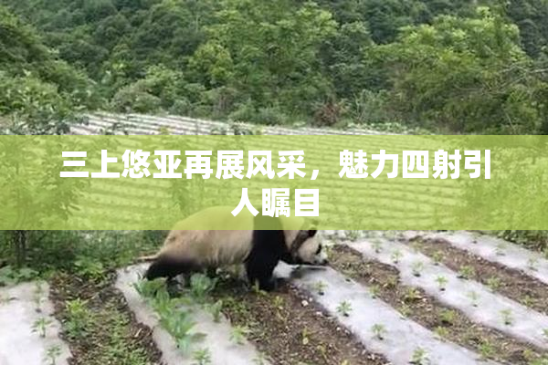 三上悠亚再展风采，魅力四射引人瞩目