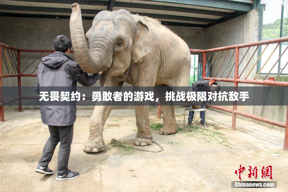 无畏契约：勇敢者的游戏，挑战极限对抗敌手