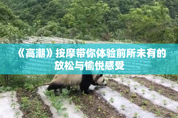 《高潮》按摩带你体验前所未有的放松与愉悦感受