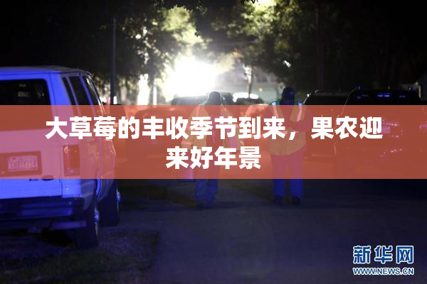 大草莓的丰收季节到来，果农迎来好年景