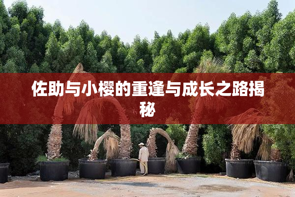 佐助与小樱的重逢与成长之路揭秘
