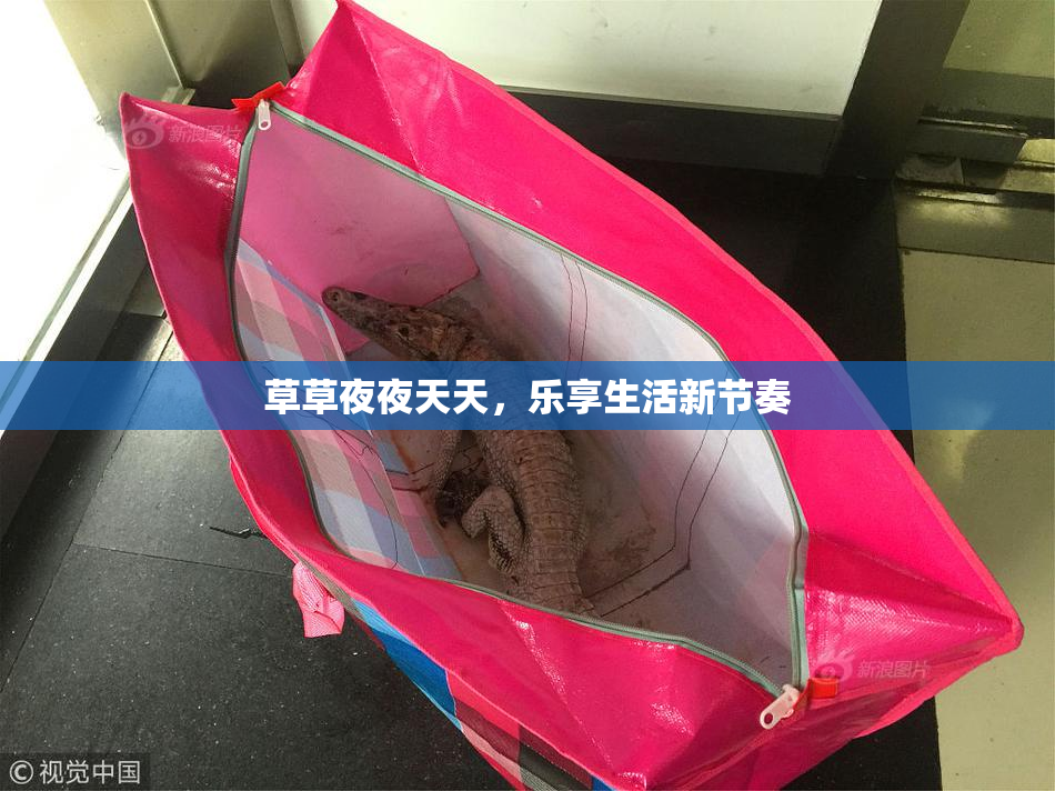 草草夜夜天天，乐享生活新节奏