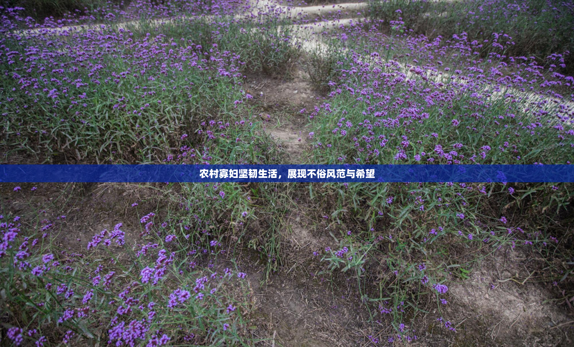 农村寡妇坚韧生活，展现不俗风范与希望