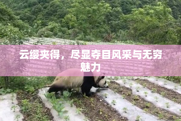 云缨夹得，尽显夺目风采与无穷魅力
