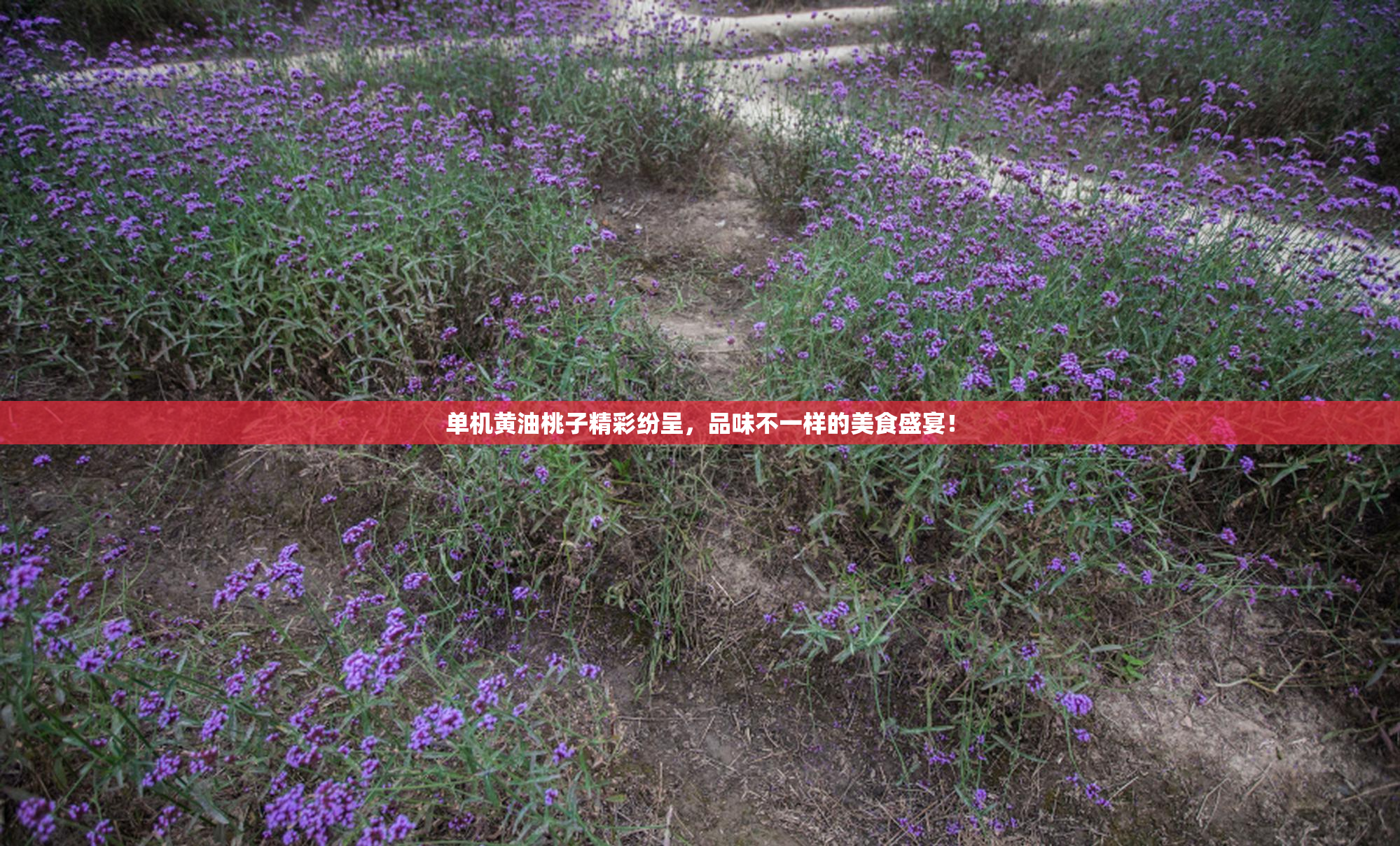 单机黄油桃子精彩纷呈，品味不一样的美食盛宴！