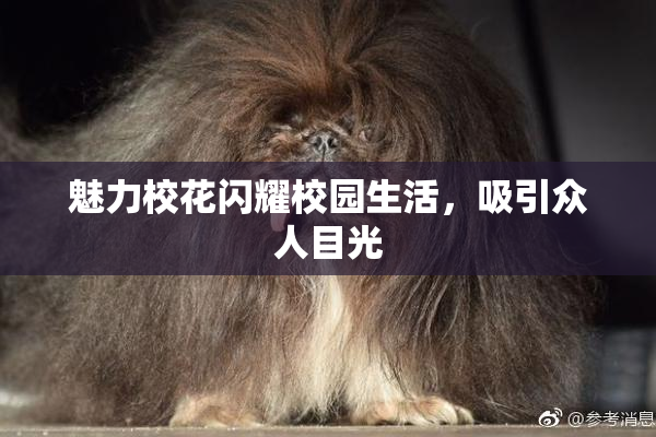 魅力校花闪耀校园生活，吸引众人目光