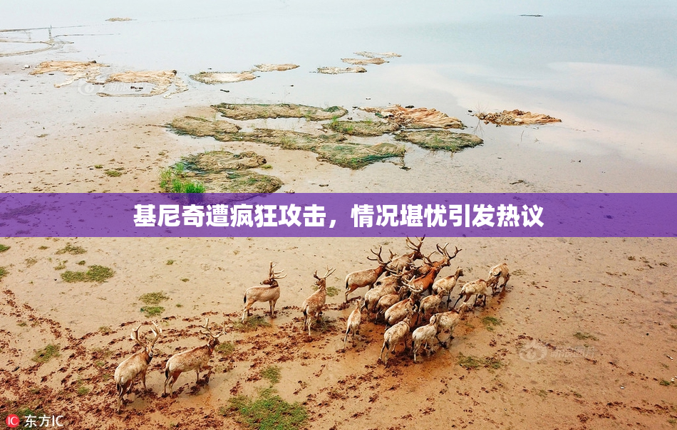 基尼奇遭疯狂攻击，情况堪忧引发热议