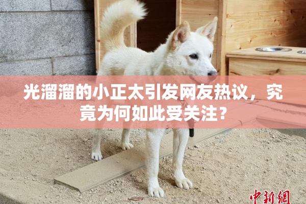 光溜溜的小正太引发网友热议，究竟为何如此受关注？