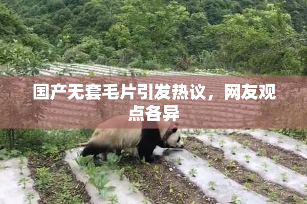 国产无套毛片引发热议，网友观点各异