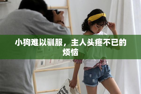 小狗难以驯服，主人头疼不已的烦恼