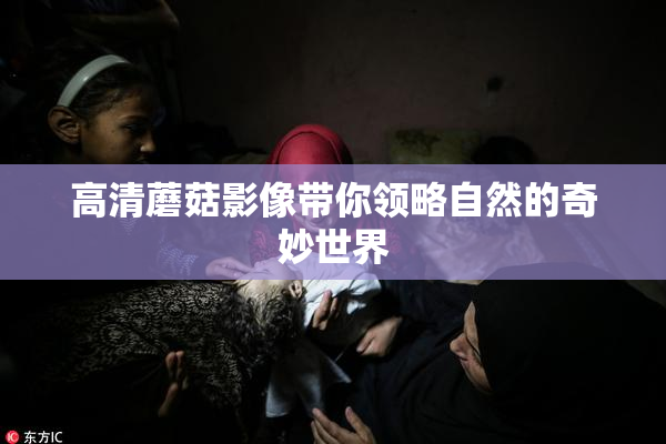 高清蘑菇影像带你领略自然的奇妙世界