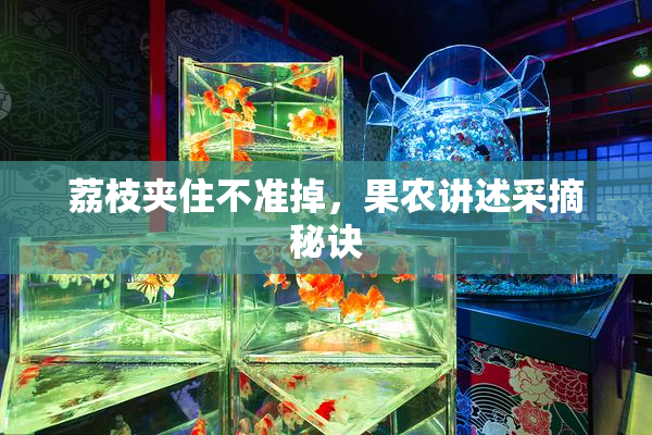 荔枝夹住不准掉，果农讲述采摘秘诀