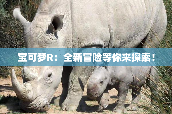 宝可梦R：全新冒险等你来探索！