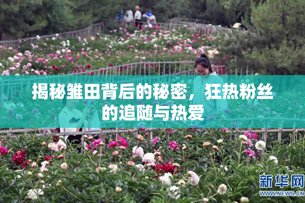 揭秘雏田背后的秘密，狂热粉丝的追随与热爱