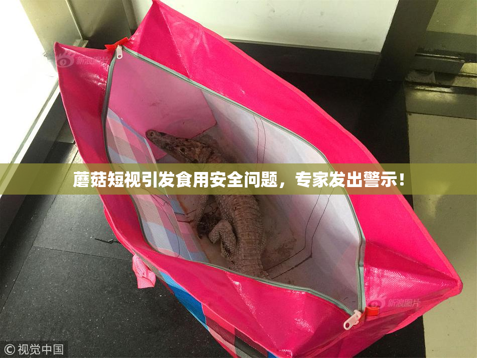 蘑菇短视引发食用安全问题，专家发出警示！