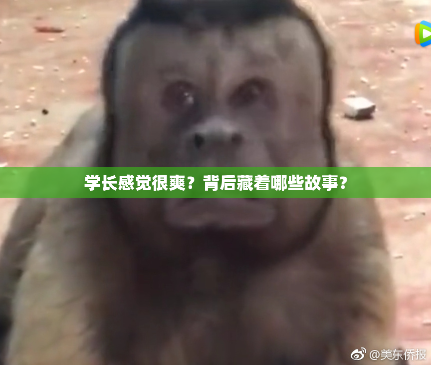 学长感觉很爽？背后藏着哪些故事？