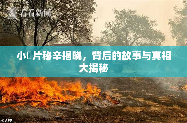 小黃片秘辛揭晓，背后的故事与真相大揭秘