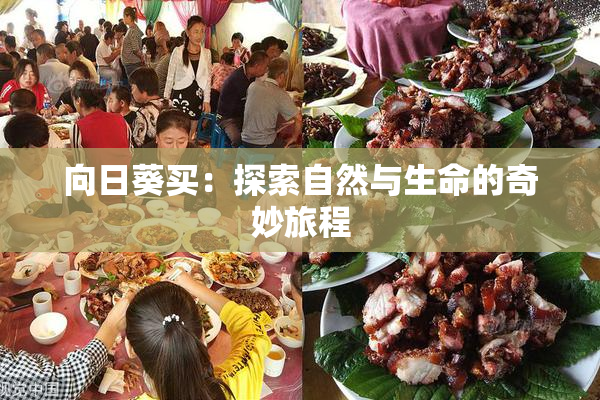 向日葵买：探索自然与生命的奇妙旅程