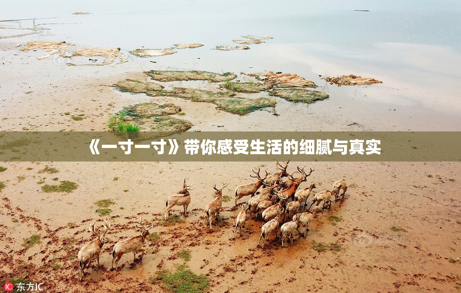 《一寸一寸》带你感受生活的细腻与真实