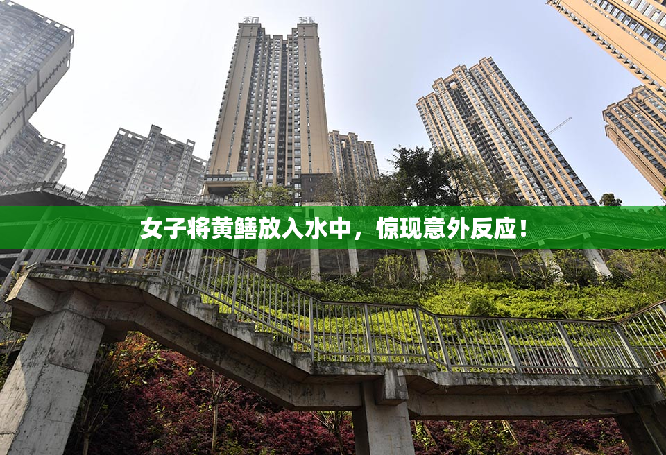 女子将黄鳝放入水中，惊现意外反应！