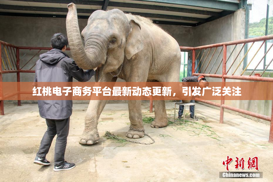 红桃电子商务平台最新动态更新，引发广泛关注