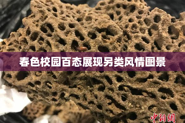 春色校园百态展现另类风情图景